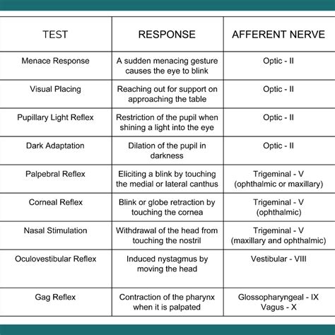 cranial nerve exam video